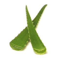 green aloe vera leaf